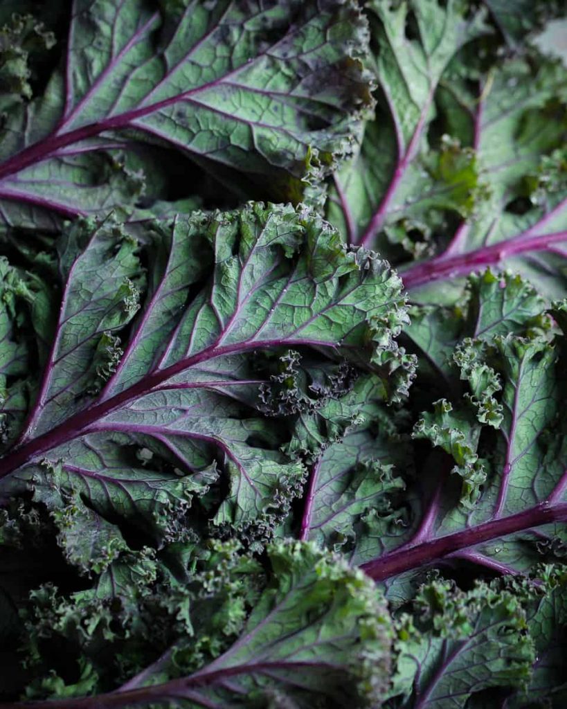 russian red kale