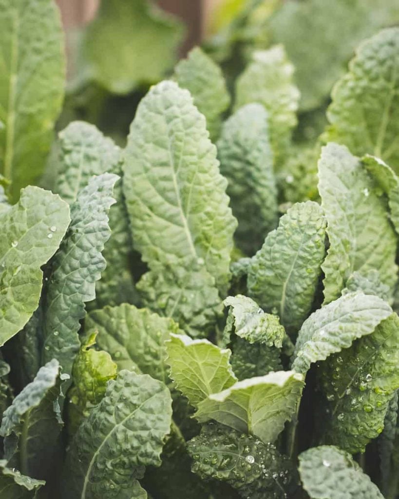 cavolo nero